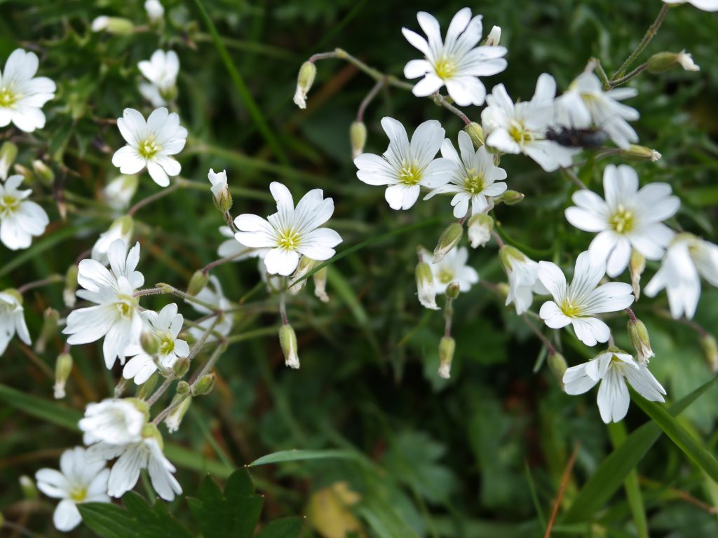 Brilliant white flowers