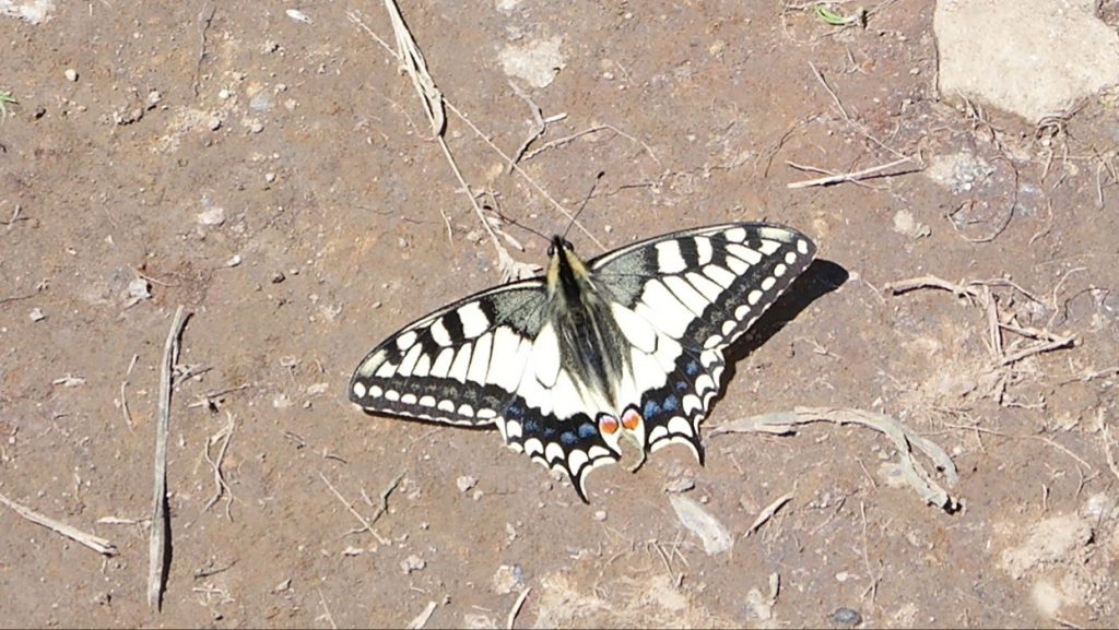Butterfly