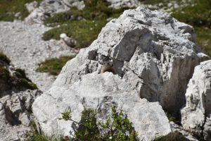 Young marmot