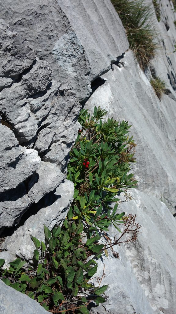 Berry tree finding a place to grow