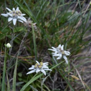 Edelweiss - love finding these little creatures in the mountains