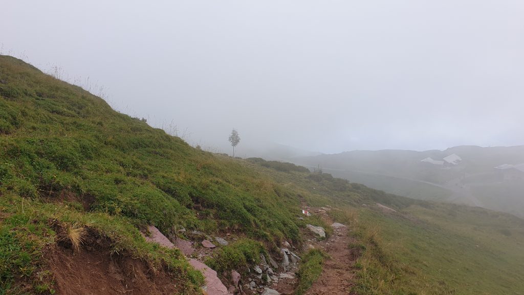Lone tree in the mist