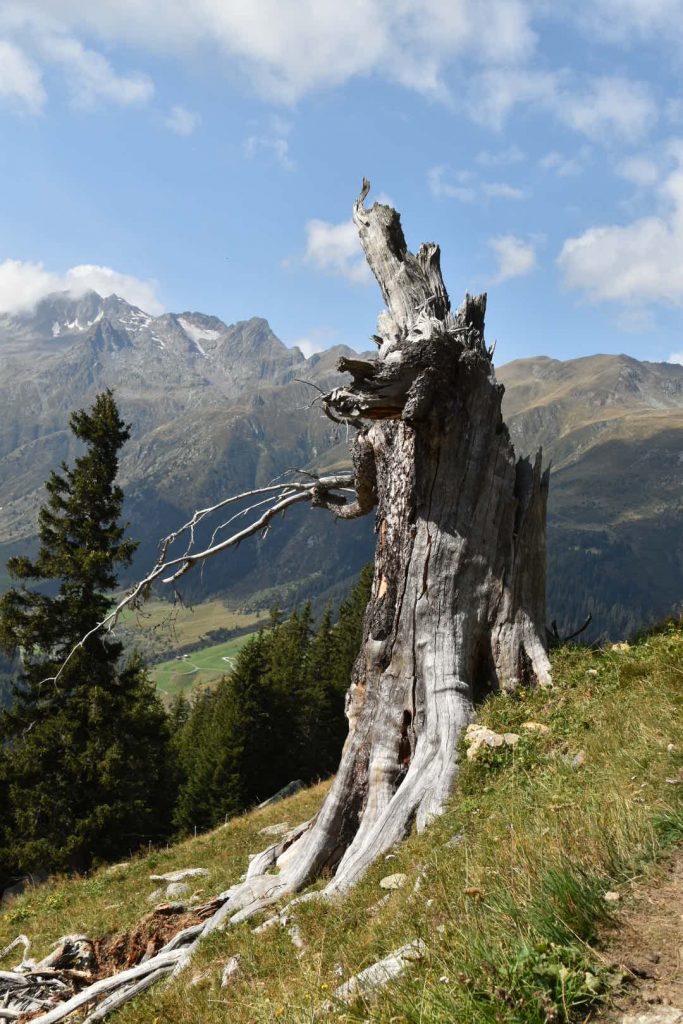 I had a conversation with this old fellow on the way down...