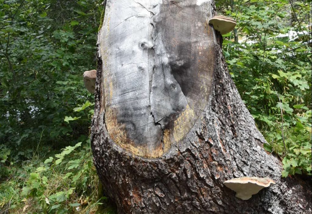 Lichen growing on a tree stump - a sign of fresh unpolluted air