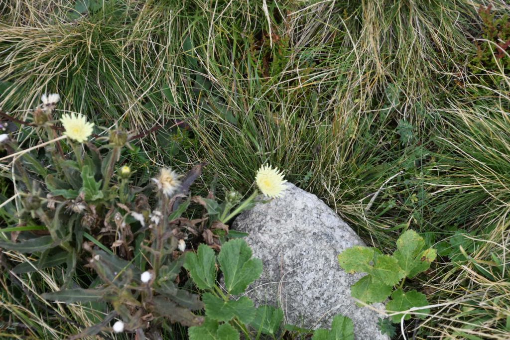 Weed? Flower? Beautiful!