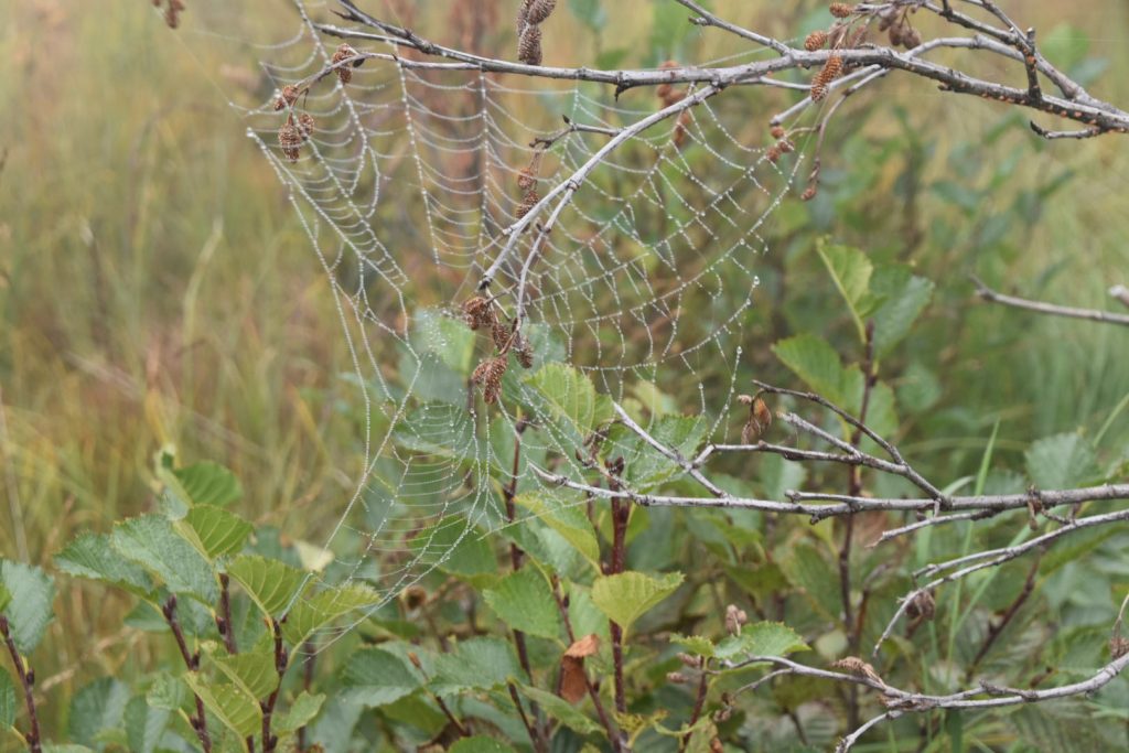 Nature creating artworks