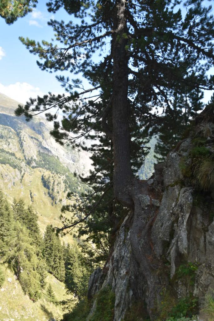 Where there's a will...