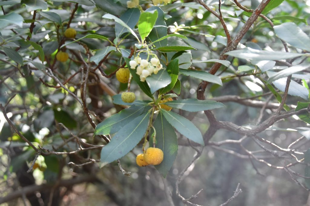 Strawberry tree (Arbutus unedo L.)