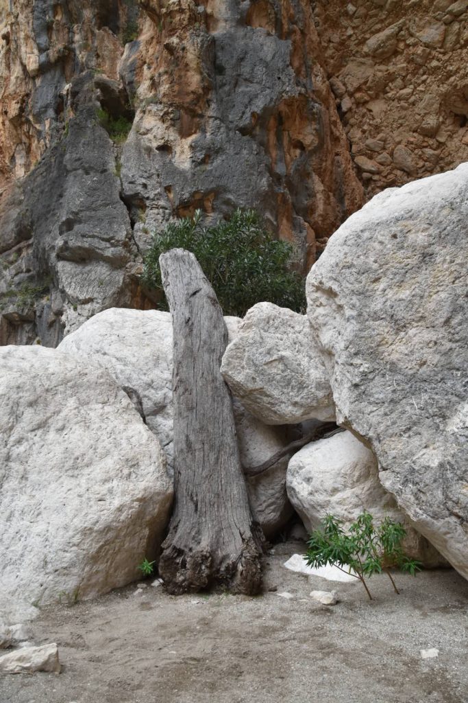 Tree trunk washed down from somewhere...