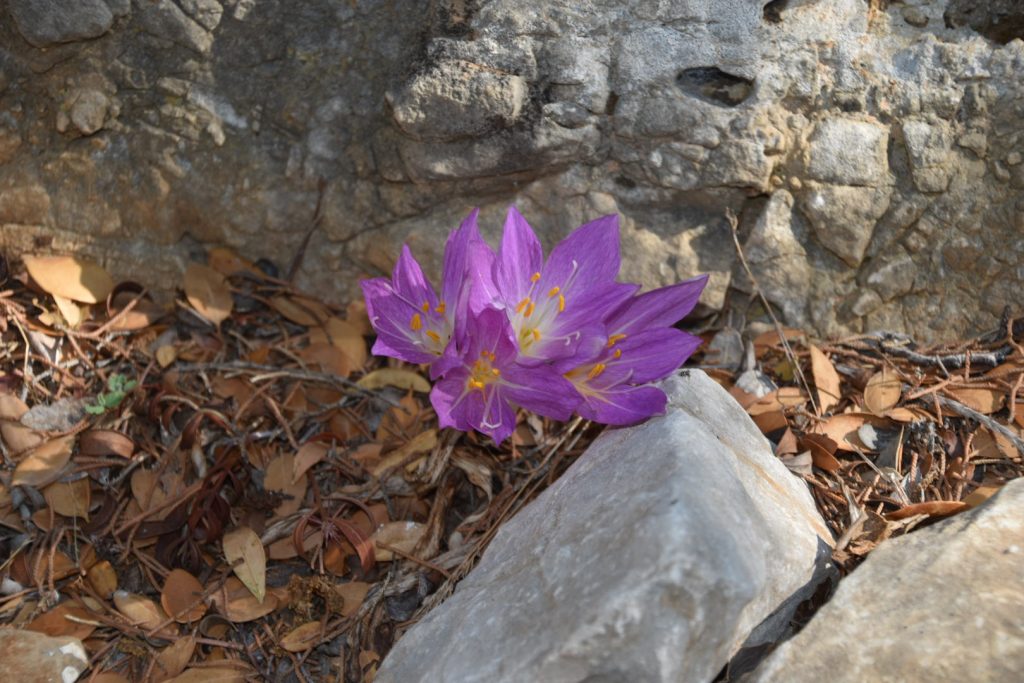 Colchicum lusitanum Brot.