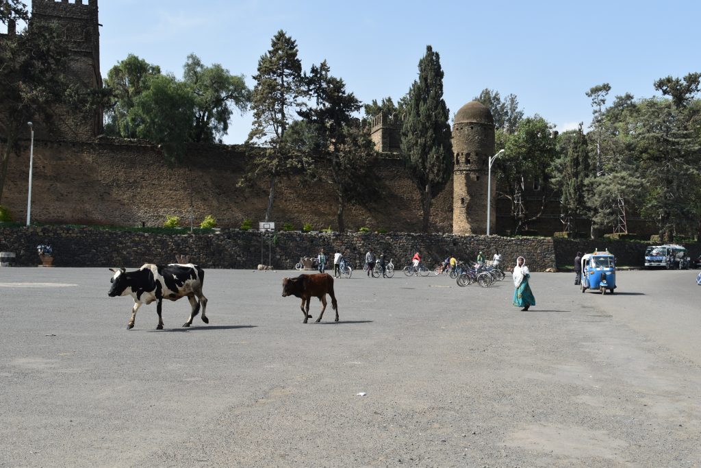 And cows are allowed in the streets as well