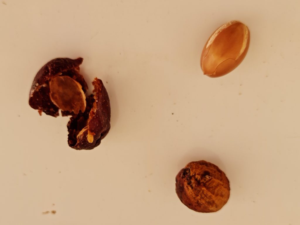 Argan oil begins with the fruit