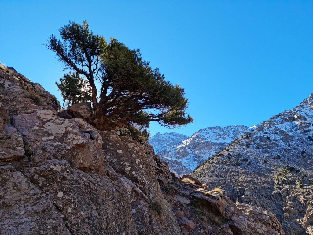 Juniper tree hugging the side of the mountain