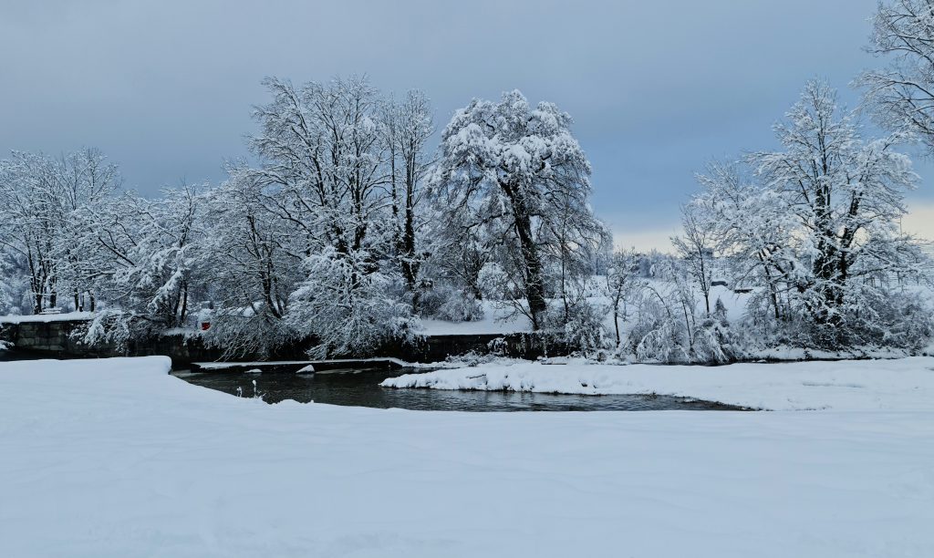 Snow - trees on the bank of the Sihl river