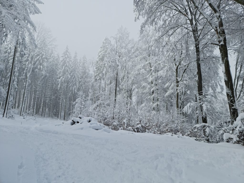 Forest draped in snow
