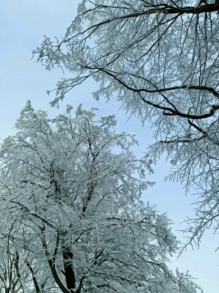 Trees covered in thin layer of ice