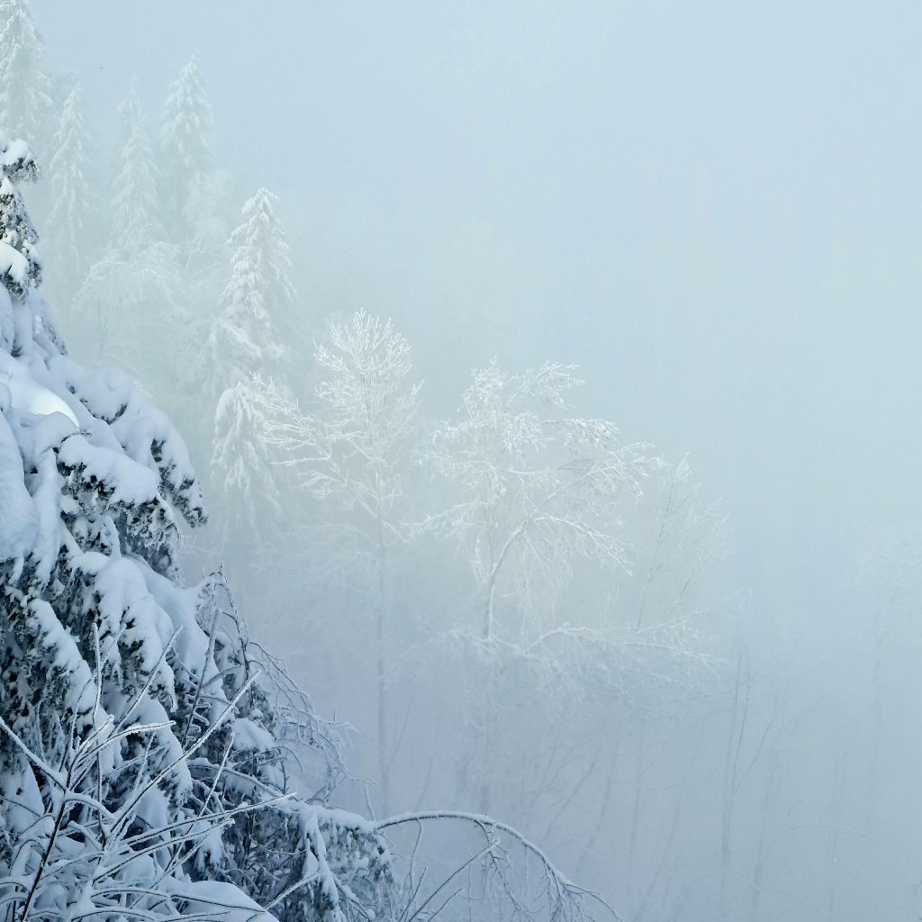 Snow-covered trees swallowed by clouds