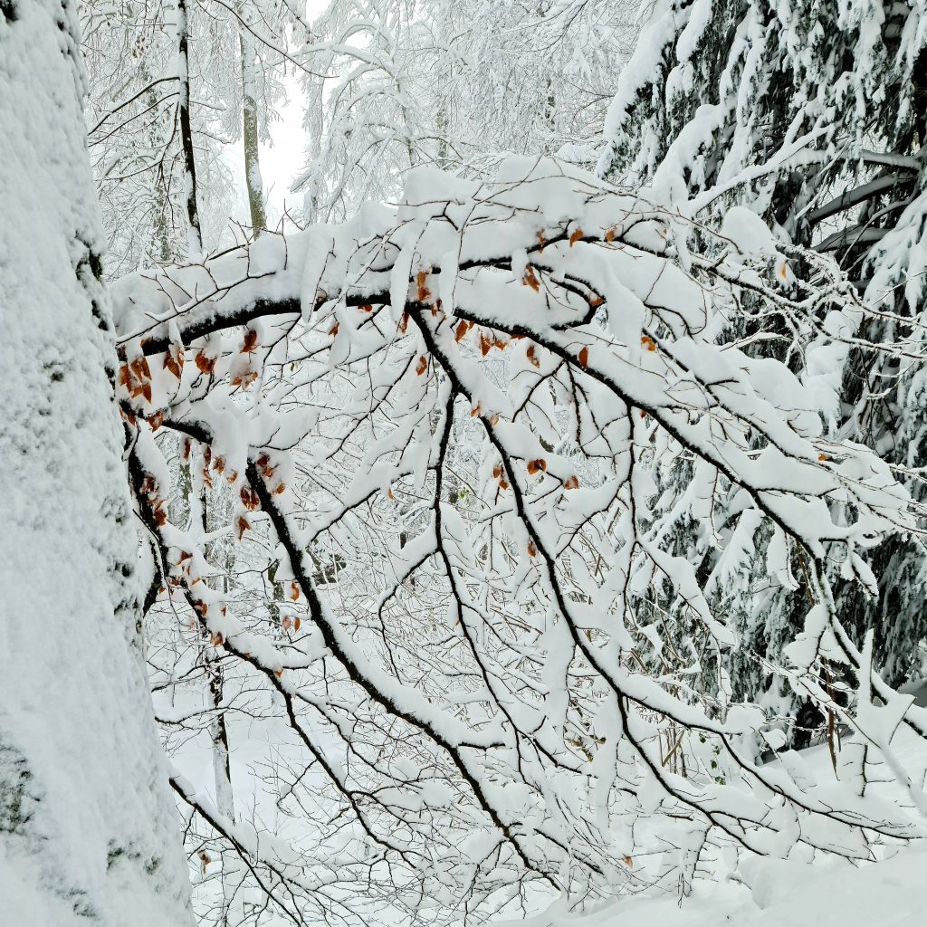 The odd brown leave shows through