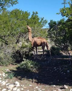 Camel feeding on tree