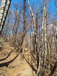 Walking through the woods on the way to ponte Tibetano
