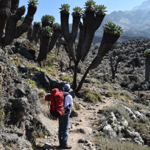 Giant groundsels dwarfing Gideon