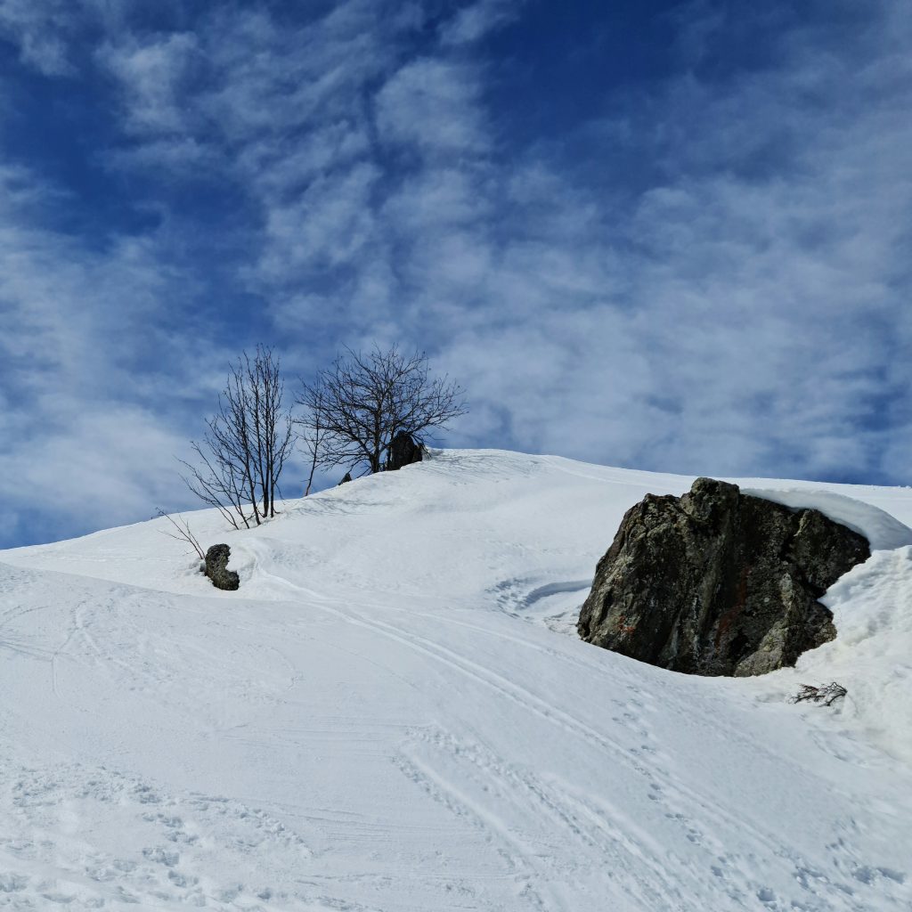 Bare now; but soon to be covered in green...