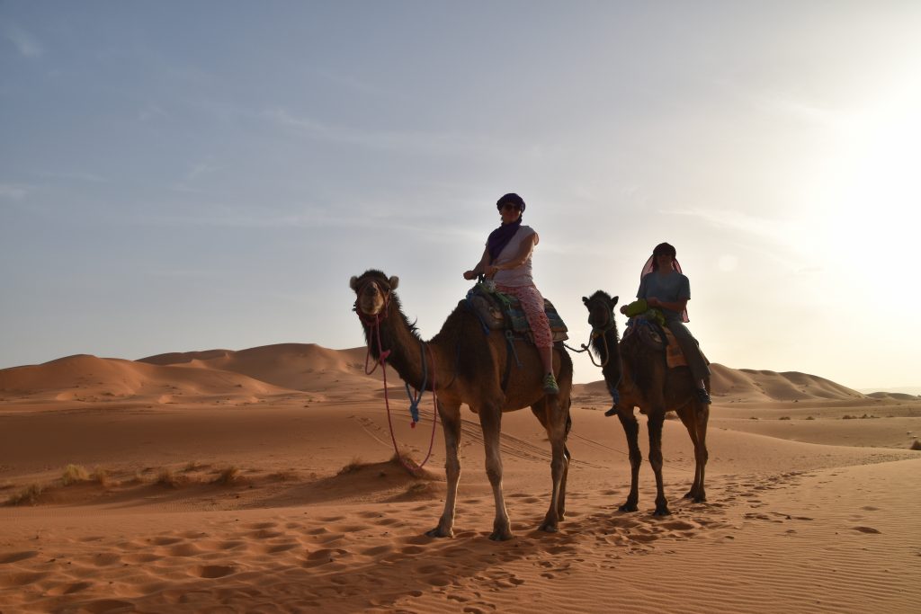 Camels - Sahara transport since time immemorial