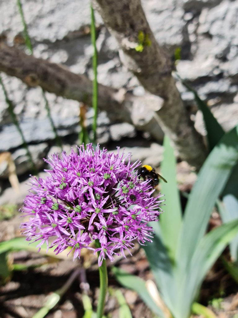 Bees hard at work pollinating